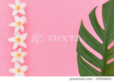 Monstera liana, vine top view still life 40948604