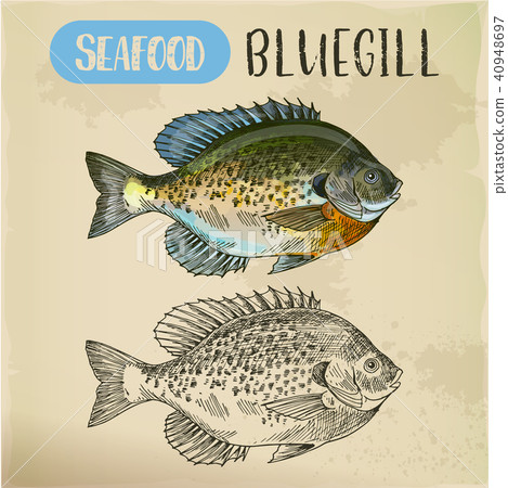 Bluegill sketch or hand drawn seafood 40948697