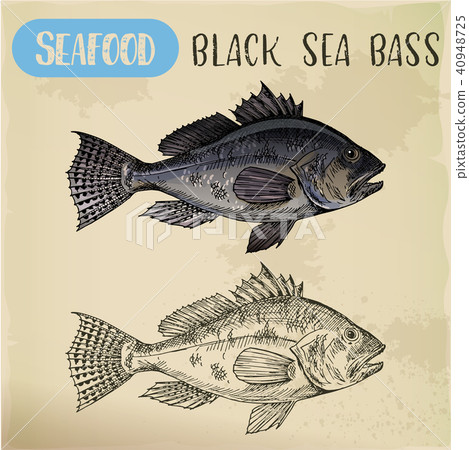 Sketch of black sea bass or bigmouth for signboard 40948725
