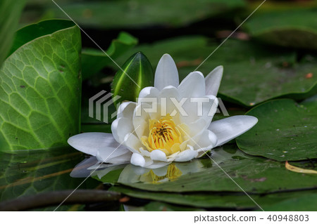european white water lilly. Danube Delta, Romania 40948803