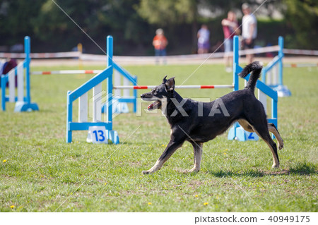 Dog running towards hurdle in agility competition Dog running towards hurdle in agility competition 40949175