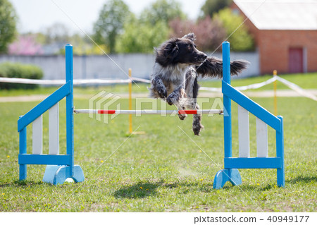 Dog jump over hurdle on course in agility trial Dog jump over hurdle on course in agility trial 40949177