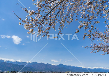Spring Azumino cherry tree and Northern Alps Nagano prefecture Azumino City 40949261