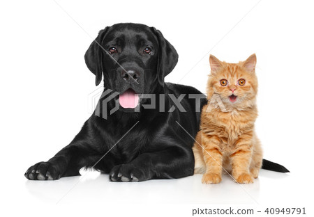 Happy Cat and Dog 40949791