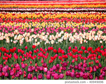 Tulip Carpet Tulip Carpet 40949896