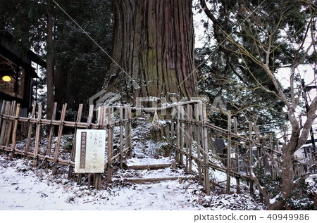 A thousand year-old cedar of Togakushi Shrine, a landscape of a countryside where winter snow piles up A thousand year-old cedar of Togakushi Shrine, a landscape of a countryside where winter snow piles up 40949986