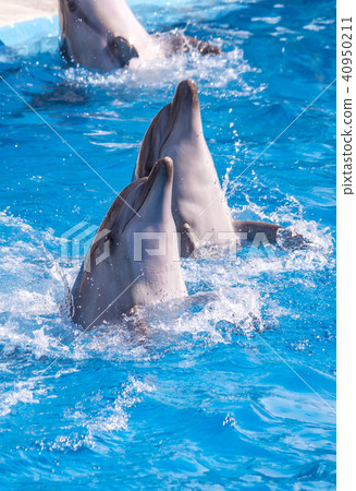 a cute dolphins during a speech at the dolphinariu a cute dolphins during a speech at the dolphinariu 40950211