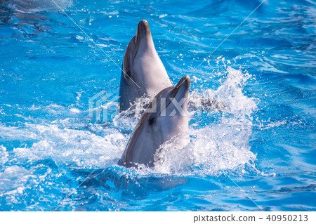 a cute dolphins during a speech at the dolphinariu 40950213