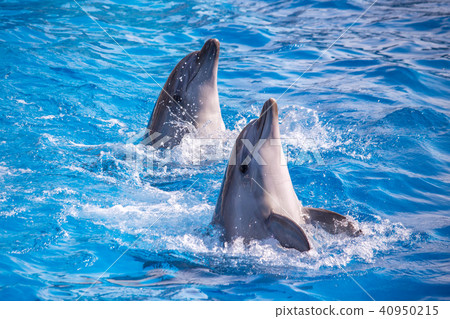 a cute dolphins during a speech at the dolphinariu a cute dolphins during a speech at the dolphinariu 40950215