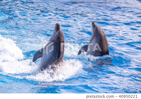 a cute dolphins during a speech at the dolphinariu 40950221