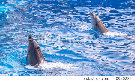 a cute dolphins during a speech at the dolphinariu 40950225
