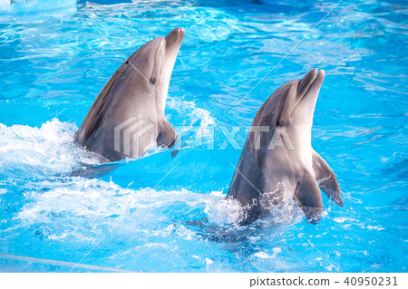 a cute dolphins during a speech at the dolphinariu a cute dolphins during a speech at the dolphinariu 40950231