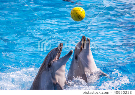 a cute dolphins during a speech at the dolphinariu a cute dolphins during a speech at the dolphinariu 40950238