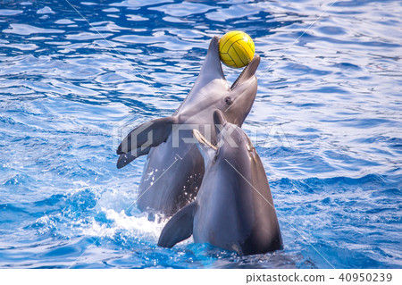 a cute dolphins during a speech at the dolphinariu a cute dolphins during a speech at the dolphinariu 40950239