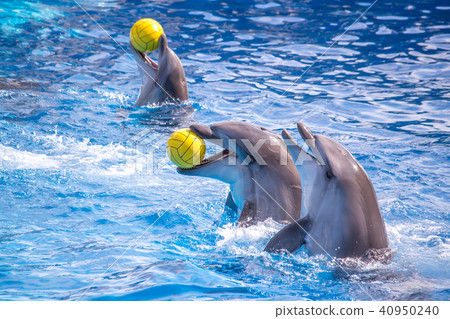 a cute dolphins during a speech at the dolphinariu a cute dolphins during a speech at the dolphinariu 40950240