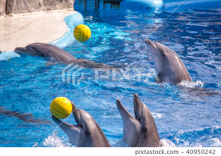a cute dolphins during a speech at the dolphinariu a cute dolphins during a speech at the dolphinariu 40950242