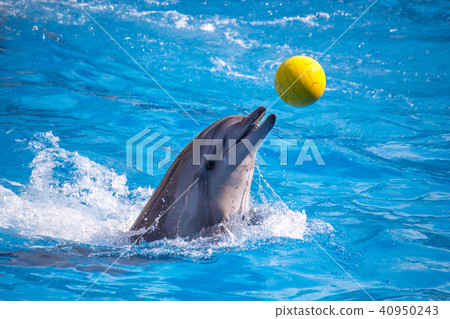 a cute dolphins during a speech at the dolphinariu 40950243