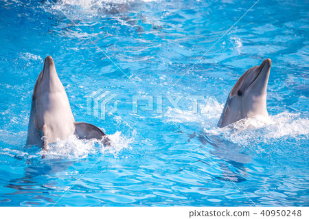 a cute dolphins during a speech at the dolphinariu 40950248