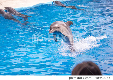 a cute dolphins during a speech at the dolphinariu 40950253