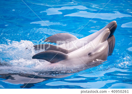 a cute dolphins during a speech at the dolphinariu 40950261