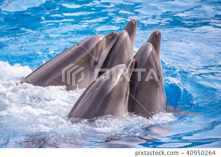 a cute dolphins during a speech at the dolphinariu 40950264
