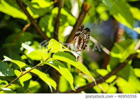 台灣,黃湖,陽明山,蝴蝶,燈泡花 台灣,黃湖,陽明山,蝴蝶,燈泡花 40950356