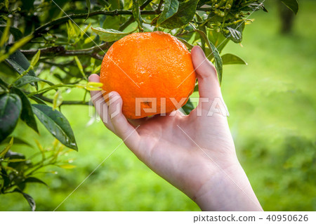 Picking the fresh orange from the tree Picking the fresh orange from the tree 40950626