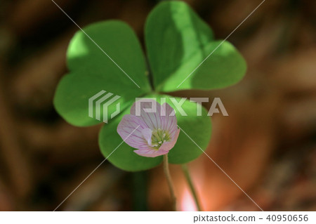 Flowers and leaves of Miyama katabi Fukushima ken Tadaomi cho Flowers and leaves of Miyama katabi Fukushima ken Tadaomi cho 40950656