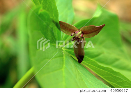 Flower of Enreni saw Tadami cho Fukushima ken 40950657
