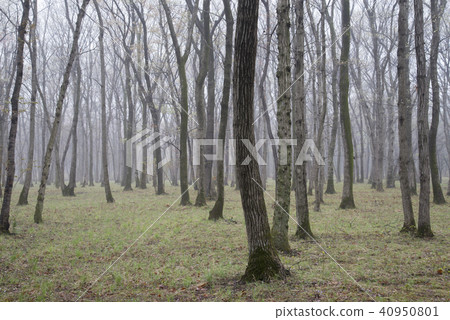 Musashino landscape early spring 40950801