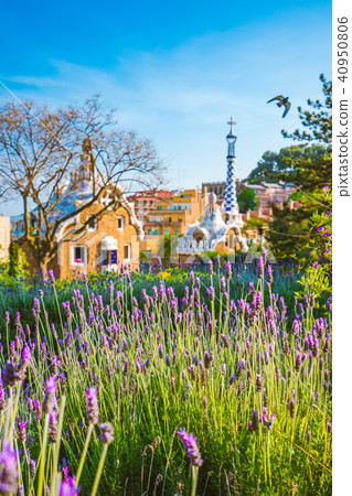Orange colored mosaic building in Park Guell. Violet lavender flower blossom in foreground 40950806
