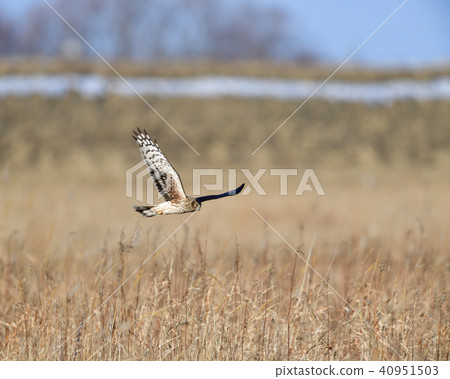 飛在飛行中飛翔 飛在飛行中飛翔 40951503