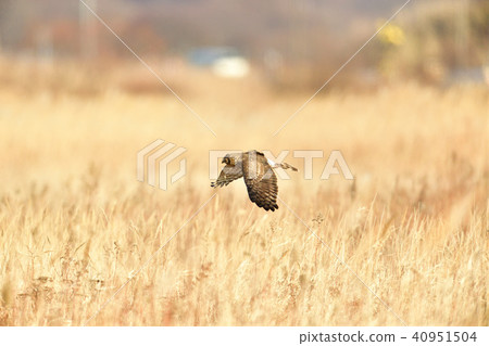 飛在飛行中飛翔 飛在飛行中飛翔 40951504