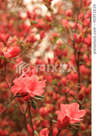春天的訪問（奧卡公園，景區） 40951639