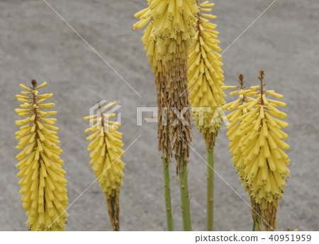 Tritoma黃色花02 40951959