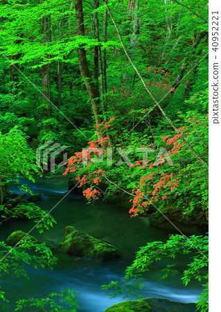 新鮮的綠色Oirase小河 40952221