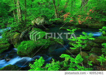 新鮮的綠色Oirase小河 40952461