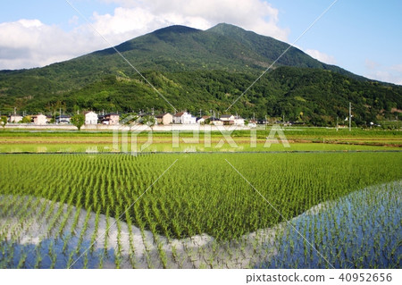 Invert Tsukuba Paddy Field 40952656