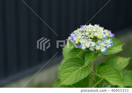hydrangea   40955351