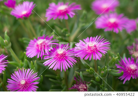 Pine needle Pine needle 40955422