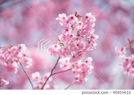 橫櫻 40955618