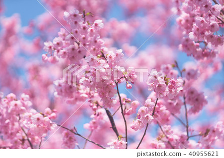 Yokozakura Yokozakura 40955621