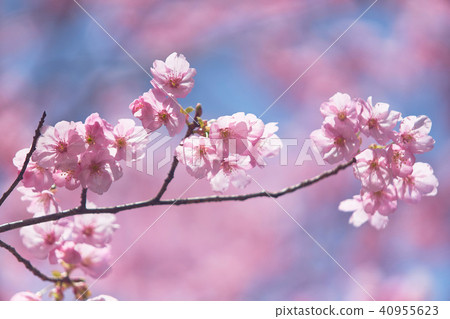 Yokozakura Yokozakura 40955623