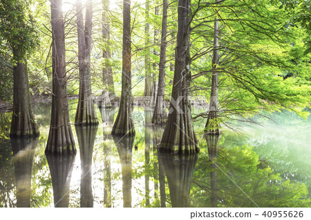 Fantastic fallwood pine forest Fantastic fallwood pine forest 40955626