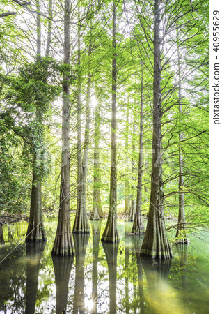 神奇的白楊松樹林 40955629