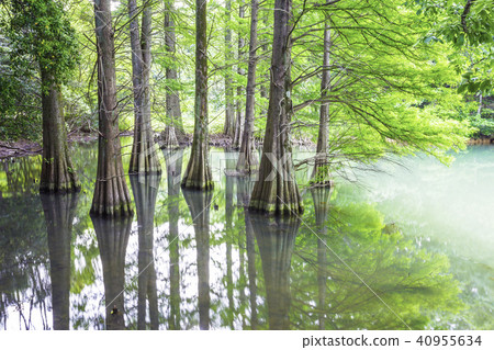 Fantastic fallwood pine forest 40955634