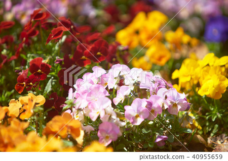 春天花床花 40955659