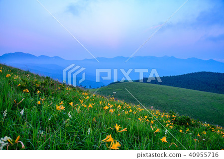 (Nagano Prefecture) Nikko Kisoge Blooming Kirigamine Highland Evening Scenery (Nagano Prefecture) Nikko Kisoge Blooming Kirigamine Highland Evening Scenery 40955716