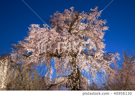 Night view of a weeping cherry tree at Kyoto Maruyama park 40956130