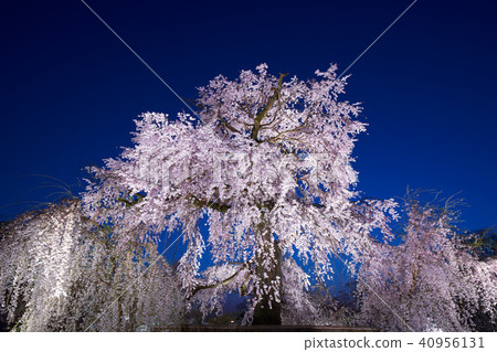 一棵啜泣的櫻桃樹的夜視圖在京都圓山公園 40956131